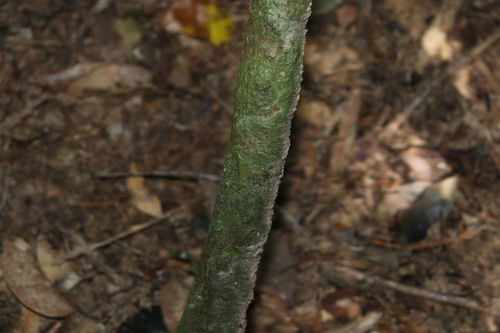 Image of Rhodamnia maideniana by (c) Greg Tasney, some rights reserved (CC BY-SA)