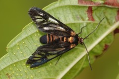 Thyrassia