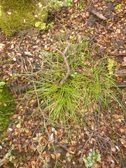 Carex lectissima