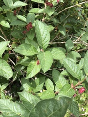 Magnoliopsida
