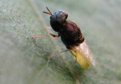 Oplodontha rubrithorax