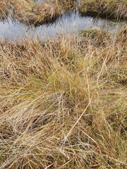 Carex tenuiculmis