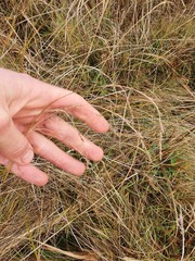 Carex tenuiculmis