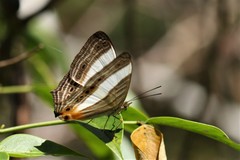 Cyrestis acilia