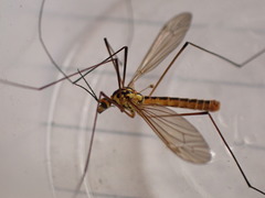 Nephrotoma submaculosa