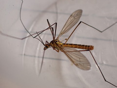 Nephrotoma submaculosa