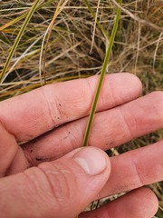 Carex tenuiculmis