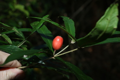 Atractocarpus chartaceus