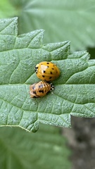 Harmonia axyridis