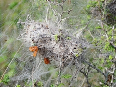 Stegodyphus sarasinorum