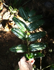 Ripogonum discolor