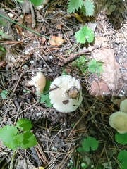 Russula farinipes