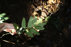 Ripogonum discolor