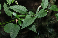 Deeringia amaranthoides