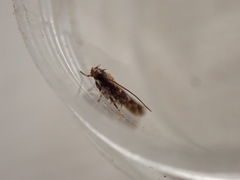 Caryocolum marmorea