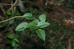 Deeringia amaranthoides