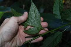 Deeringia amaranthoides
