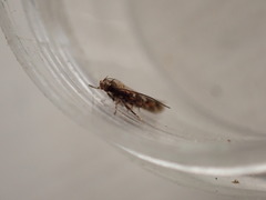 Caryocolum marmorea