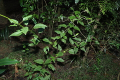 Deeringia amaranthoides