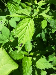 Hybomitra bimaculata