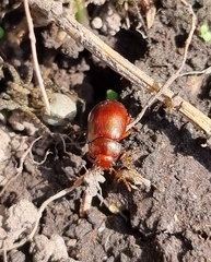Chrysolina staphylaea