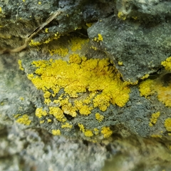 Leproplaca xantholyta