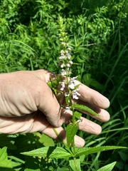 Stachys hispida