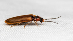 Denticollis linearis