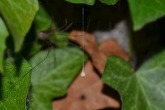 Theridiosoma