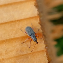 Cimberis attelaboides