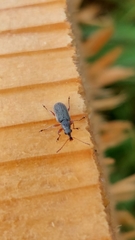 Cimberis attelaboides