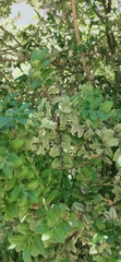 Buxus sempervirens