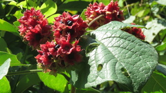 Clerodendrum canescens