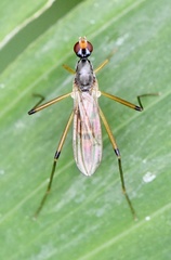 Micropeza corrigiolata