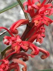 Grevillea dimorpha