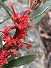 Grevillea dimorpha