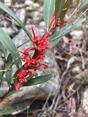 Grevillea dimorpha