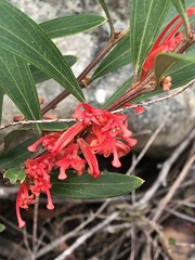 Grevillea dimorpha