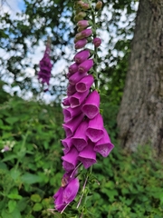 Digitalis purpurea