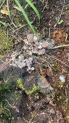 Coprinellus disseminatus