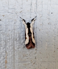 Eudryas brevipennis