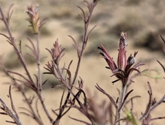 Cordylanthus kingii helleri