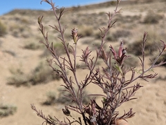 Cordylanthus kingii helleri