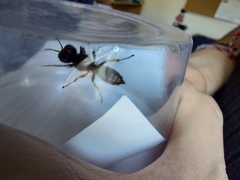 Ectemnius cephalotes