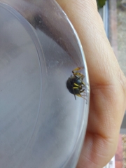 Ectemnius cephalotes
