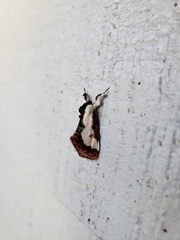 Eudryas brevipennis