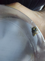 Ectemnius cephalotes