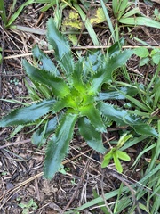 Eryngium floribundum
