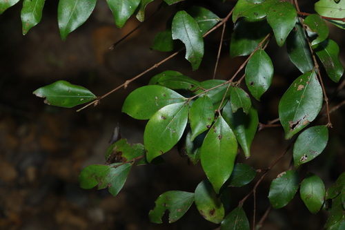 Image of Scrub Ironwood (Gossia acmenoides) by (c) Greg Tasney, some rights reserved (CC BY-SA)