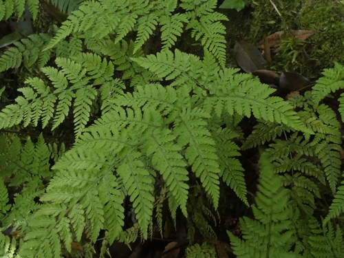 hay-scented buckler-fern